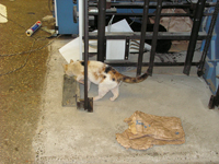 Казанская кошка исследоватьельница